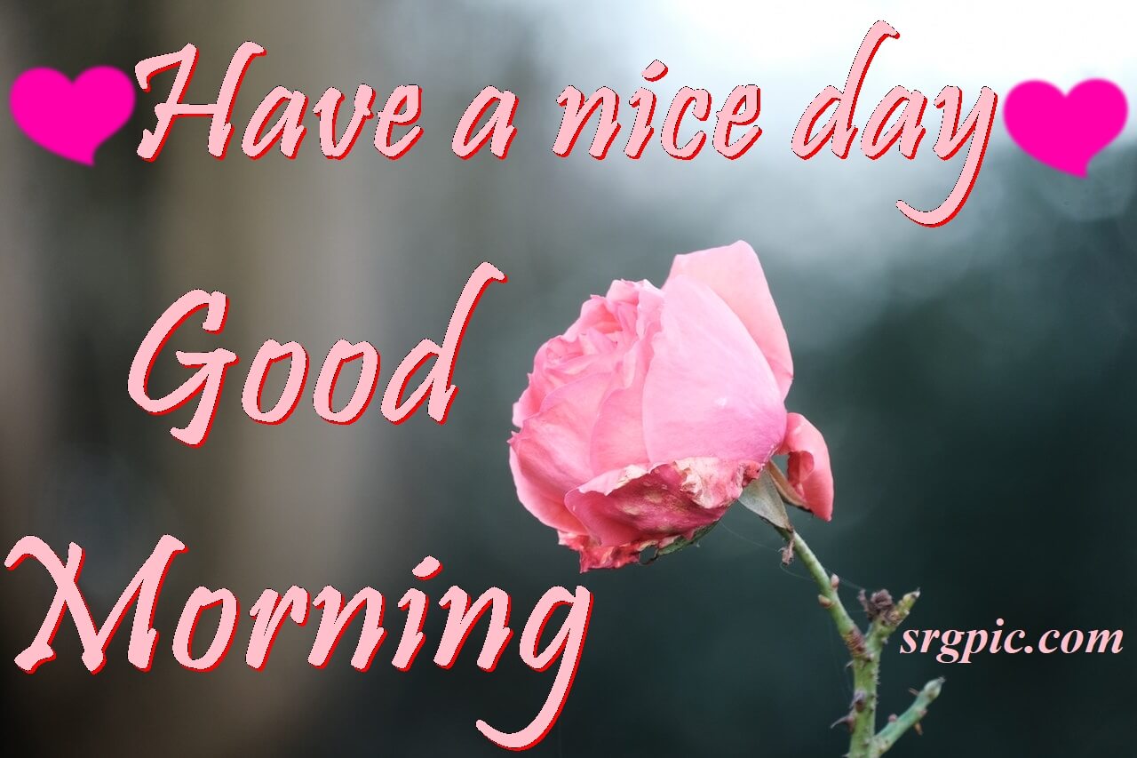 have-a-nice-day-wishes-with-rose