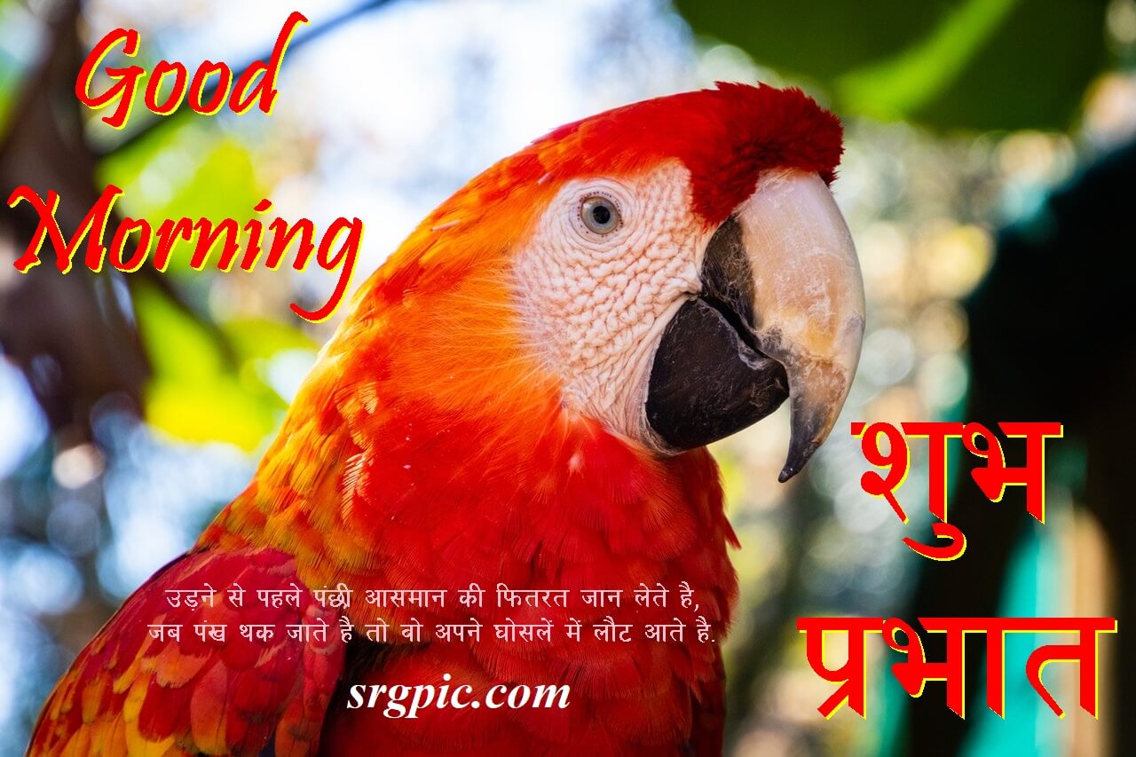 love-birds-good-morning-images-8